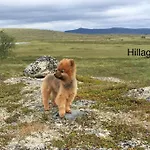 Apartamento Hillagammi, The Unique Beauty In The Wilderness *