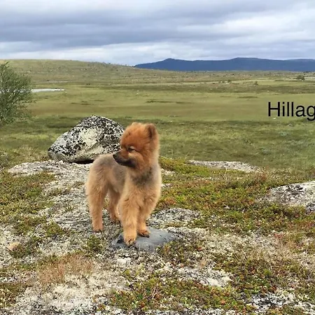 Apartment Hillagammi, The Unique Beauty In The Wilderness *